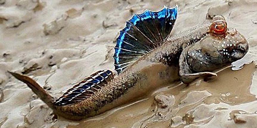 PERIOPTHALMUS VULGARIS