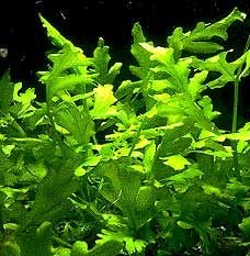 CERATOPTHERIS THALICTROIDES POT