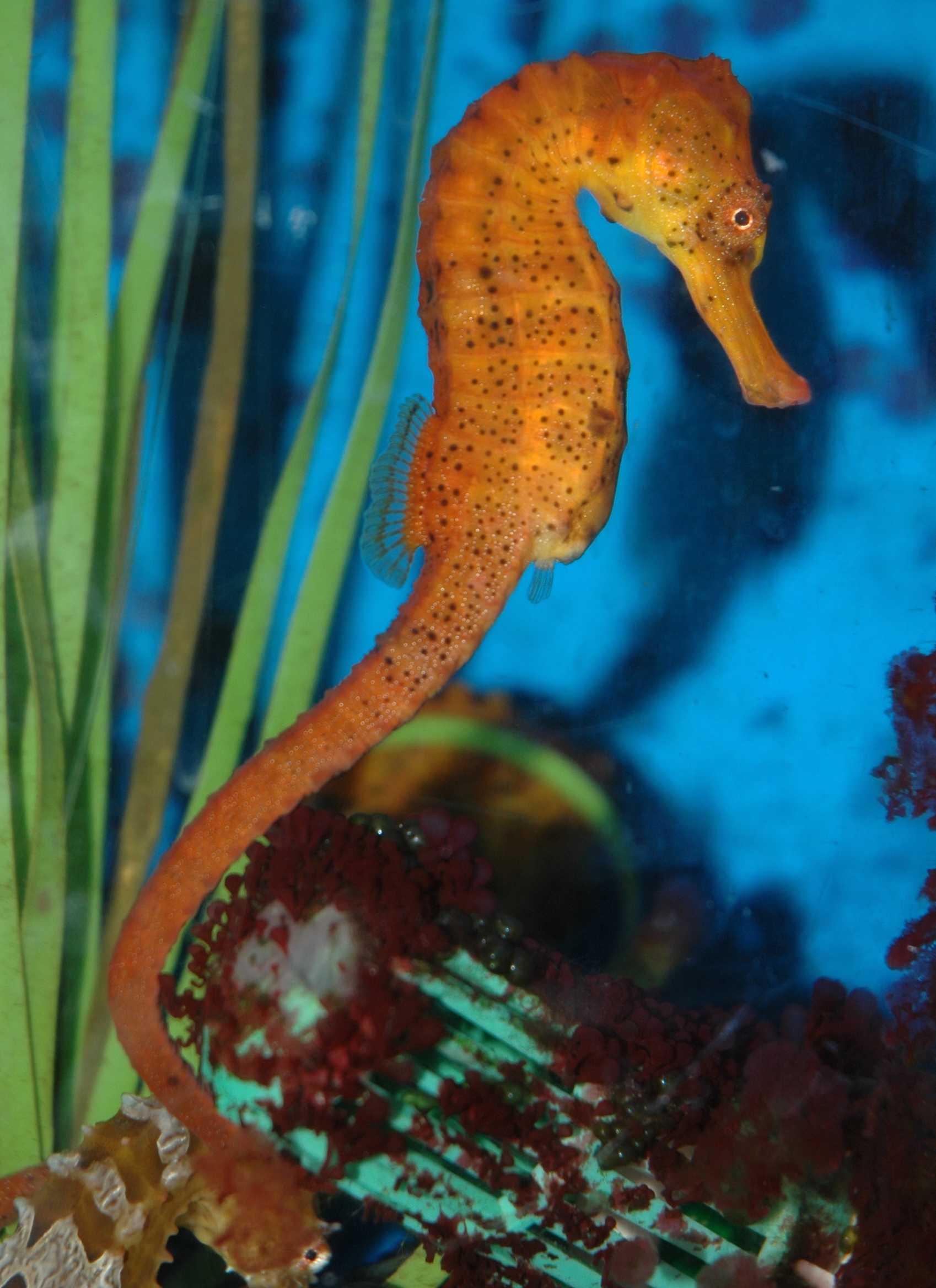 HIPPOCAMPUS ERECTUS