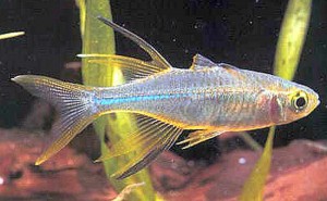 TELMATHERINA LADIGESI