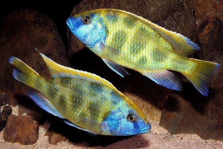 HAPLOCHROMIS VENUSTUS 5cm